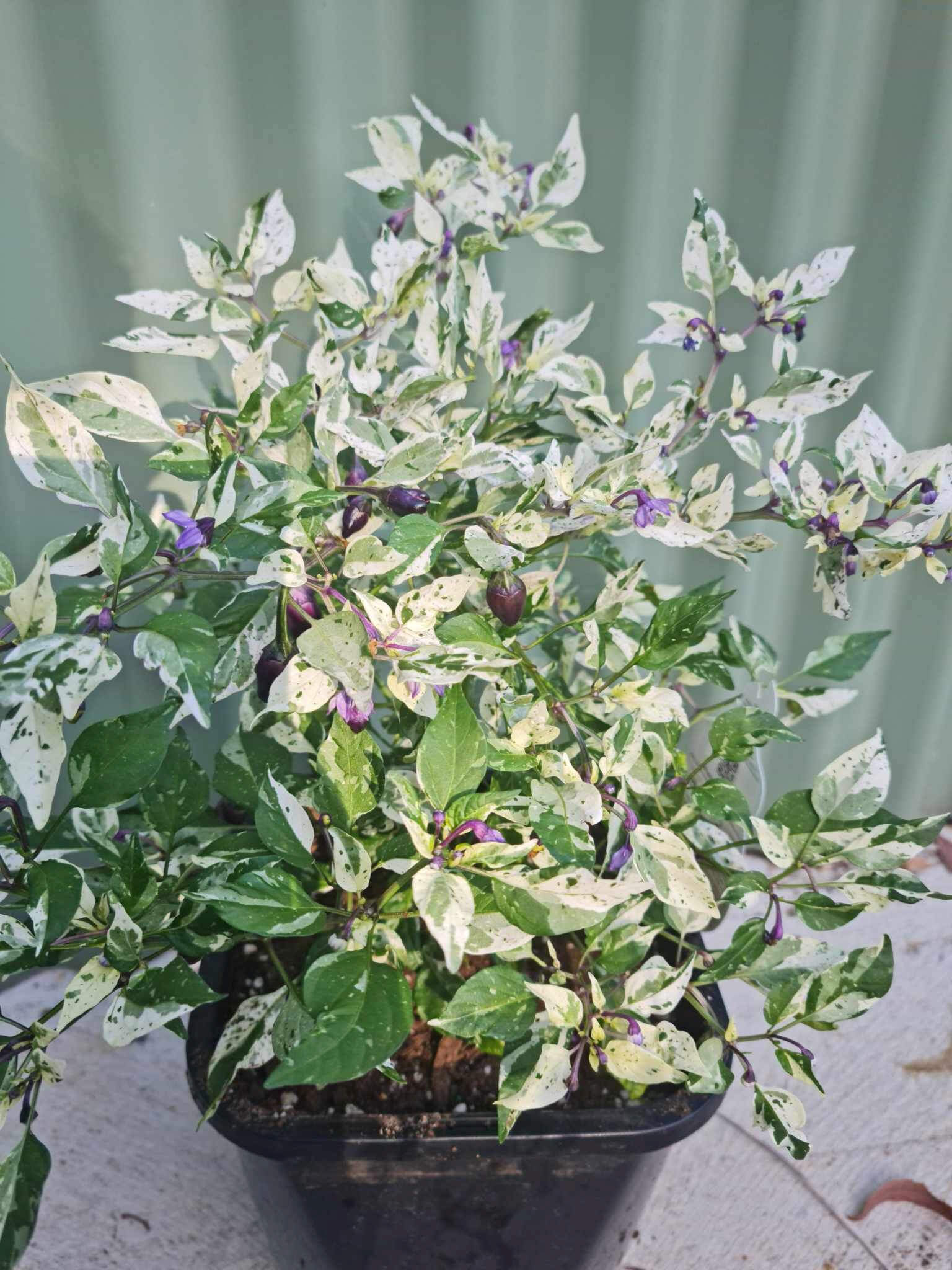 olivenbaum künstlich 180 cm Kunstpflanze Mediterraner Olivenbaum