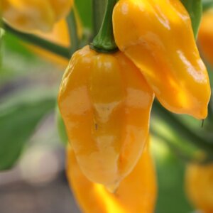Trinidad Scorpion CARDI Yellow