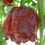 Chocolate Trinidad Scorpion