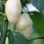 White Fatalii Chilli