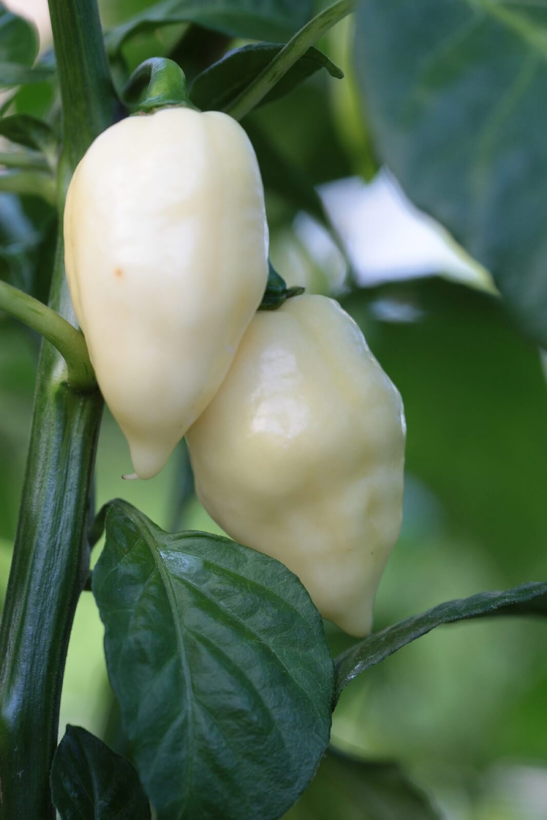 White Fatalii Chilli