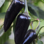 Black Jalapeno Chilli Seeds