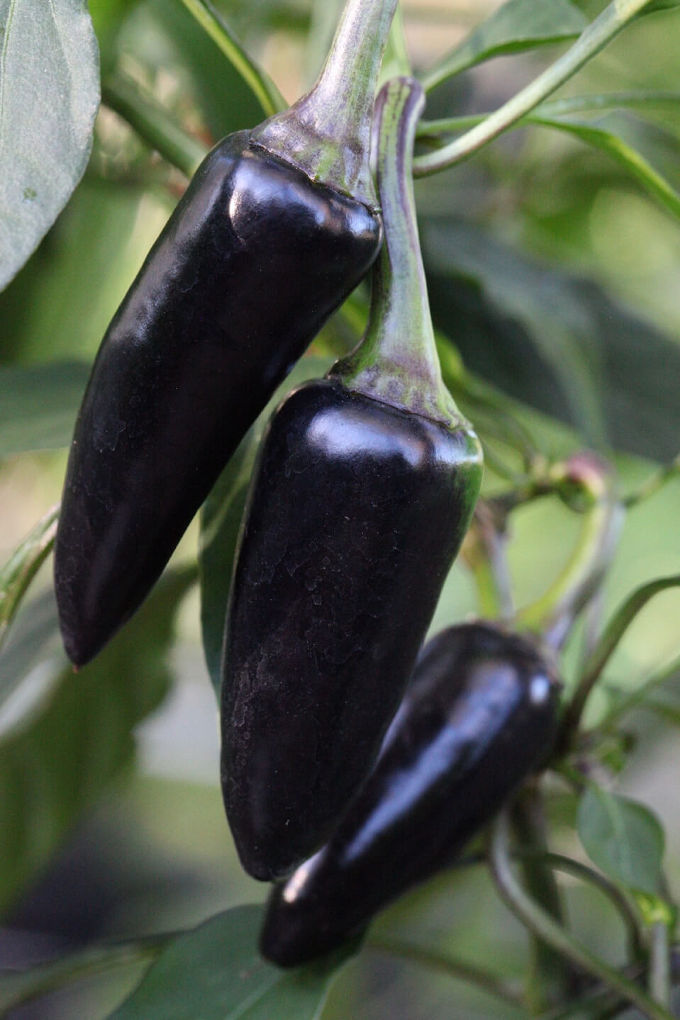 Black Jalapeno Chilli Seeds