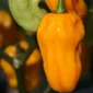 Habanero Golden Yellow Chilli Seeds
