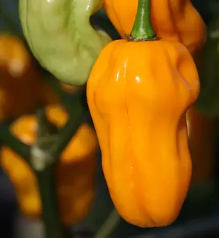 Habanero Golden Yellow Habanero Golden Yellow Chilli Seeds