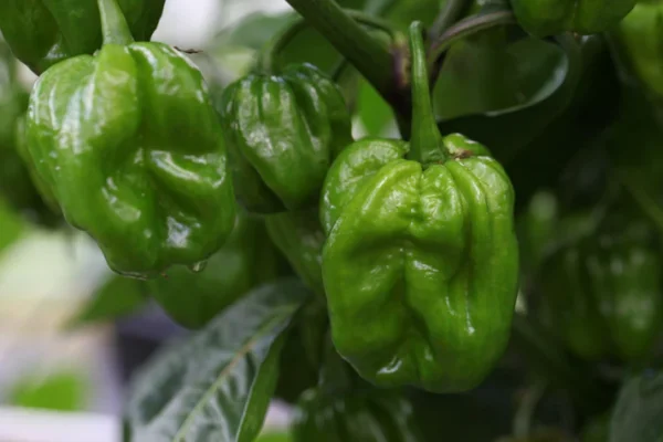 Habanero XL Green Habanero XL Green