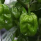Habanero XL Green