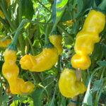 Peter Pepper Yellow