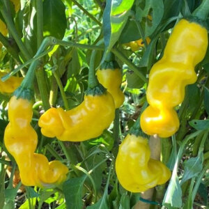 Peter Pepper Yellow