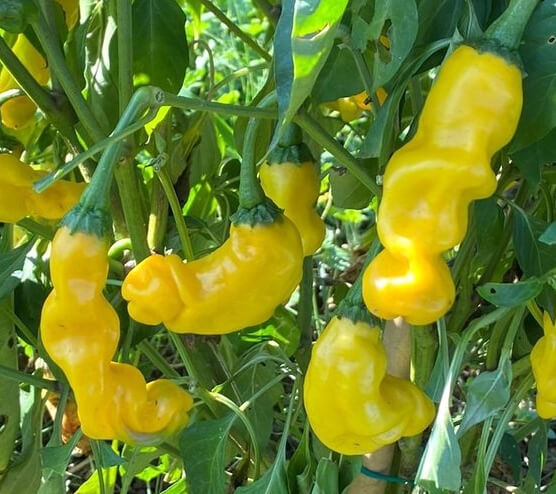 Peter_pepper_yellow Peter Pepper Yellow