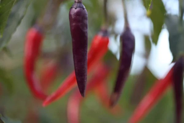 Purple Haze Chilli Purple Haze Chilli