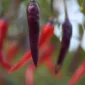 Purple Haze Chilli