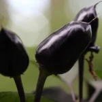 Black Prince Chilli Seeds