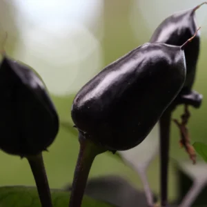 Black Prince Chilli Seeds