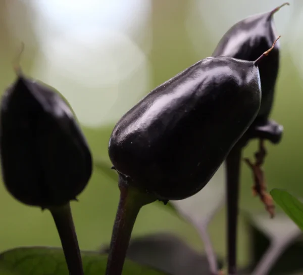 Black Prince Chilli Seeds Black Prince Chilli Seeds