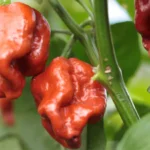 Trinidad Scorpion Butch T Burgundy