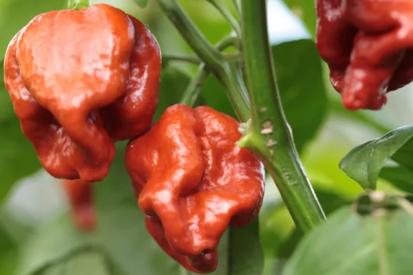 Trinidad Scorpion Butch T Burgundy