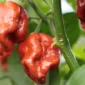 Trinidad Scorpion Butch T Burgundy