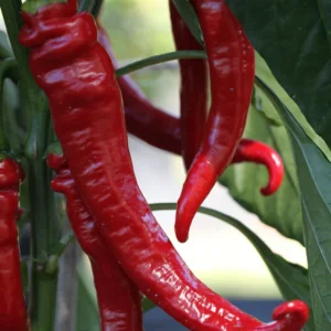 Cayenne Long Slim Red Chilli Seeds