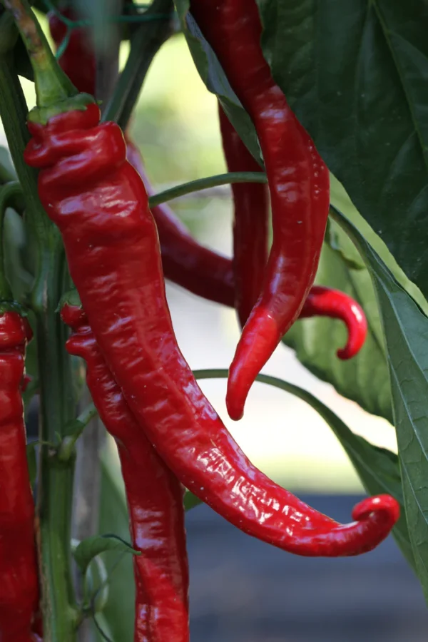 Cayenne Long Slim Red Chilli Seeds