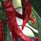 Cayenne Long Slim Red Chilli Seeds