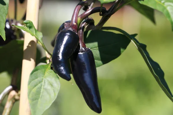 Hungarian Black Chilli Seeds Hungarian Black Chilli Seeds