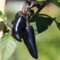Hungarian Black Chilli Seeds
